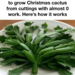 Cultiver le Cilantro le Plus Luxuriant dans un Pot : Un Guide Complet
