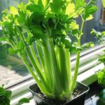Les Épluchures de Pommes de Terre : Un Trésor pour Votre Jardin