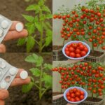 Pâtes crémeuses au saumon, ail et beurre : un plat réconfortant et raffiné