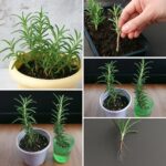 15 Bienfaits Surprenants du Jus d’Oignon, d’Ananas et de Miel : Soulagez les Articulations, Purifiez vos Poumons, Renforcez votre Immunité et bien plus (+ Recette à la fin !)