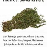 Vous ne devriez jamais planter des piments sans ça ! Le secret du jardinage révélé : enterrer une peau de banane avant de planter vos piments