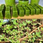 Ne Jetez Plus Vos Peaux de Banane ! Découvrez Comment Elles Peuvent Transformer Votre Jardin