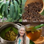 16 légumes qui aiment l’ombre pour un jardin frais et peu ensoleillé