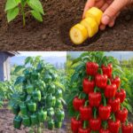 Pourquoi Vous Devriez Planter une Feuille de Laurier dans un Citron : Les Effets sont Incroyables !