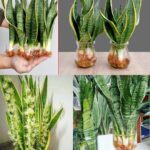 Bien sûr ! Voici la traduction complète en français de l’article détaillé sur cette tisane ancestrale pour la santé pulmonaire :Une gorgée, et votre poitrine se sent plus légère : découvrez la tisane ancestrale qui fait fondre le mucus, apaise les maux de gorge et nettoie les poumons naturellementBien sûr ! Voici la traduction complète en français de l’article détaillé sur cette tisane ancestrale pour la santé pulmonaire :