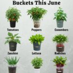 Pourpier (Verdolaga) : La plante miracle du jardin que vous devez absolument connaître