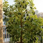 Les Aiguilles de Pin : Un Trésor de la Nature pour un Jardin Durable et Florissant