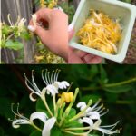 Ne Jetez Plus Vos Peaux de Banane ! Découvrez Comment Elles Peuvent Transformer Votre Jardin