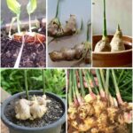 🌸 Une Seule Astuce Naturelle Pour Sauver Une Orchidée Sans Racines en 10 Jours – Utilisez Uniquement du Riz !