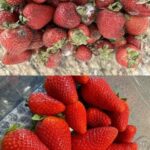 Les Aiguilles de Pin : Un Trésor de la Nature pour un Jardin Durable et Florissant