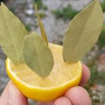 Créer un Magnifique Bonsaï de Bougainvillier : Guide Complet et Étape par Étape