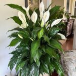 Comment Cultiver le Coleus en Intérieur : Guide Ultime pour un Foyer Coloré et Épanoui