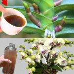 Le Vinaigre : Le Secret pour des Blancs Éclatants et des Serviettes Douces — La Plupart des Gens s’en Servent Mal. Voici la Bonne Méthode.
