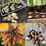 Saupoudrez 1 Cuillère à Café ! Comment Votre Orchidée Peut Développer 1001 Racines et Fleurir Abondamment : Le Guide Complet pour Stimuler la Croissance et la Floraison de Votre Orchidée
