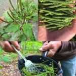 Le Pouvoir Guérisseur Incroyable du Pissenlit : Le Miracle de la Nature Qui Pousse Sous Nos Pieds