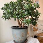 Saupoudrez 1 Cuillère à Café ! Comment Votre Orchidée Peut Développer 1001 Racines et Fleurir Abondamment : Le Guide Complet pour Stimuler la Croissance et la Floraison de Votre Orchidée