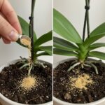 Comment faire pousser du GINGEMBRE et du CURCUMA dans une boîte en bois : guide pratique ultra détaillé