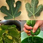 Pas de Graines Nécessaires ! Faites Pousser vos Arbres à Piments à Partir de Boutures avec de l’Aloe Vera – Guide Ultime pour une Propagation Facile et Naturelle