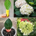Les meilleures plantes d’intérieur à cultiver dans l’eau