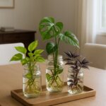 Une seule cuillerée de cet ingrédient secret fait fleurir les citronniers sans s’arrêter.