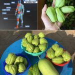 Feuilles de goyave : la solution naturelle à 13 problèmes de santé courants
