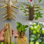 Pourquoi la plupart des gens ignorent que les racines de pissenlit sont la partie la plus importante de la plante