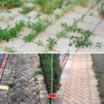 L’astuce brillante d’un homme qui verse du vinaigre dans la cuvette des toilettes : une méthode naturelle et puissante pour un nettoyage impeccable