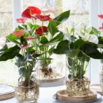 Comment faire pousser des framboises géantes en plates‑bandes surélevées — pour des récoltes plus abondantes