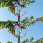 Tacos de Poisson avec Coleslaw au Miel, Cumin et Coriandre et Mayonnaise au Chipotle : Une Recette Gourmande et Exotique