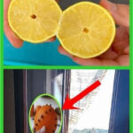 Je ne frotterai plus jamais un four sale et gras : un ami m’a montré cette astuce, et maintenant il est comme neuf, sans effort !