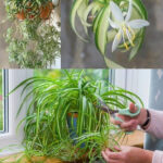 Comment Nettoyer Votre Table de Cuisson en Verre en Quelques Minutes avec Seulement 2 Ingrédients