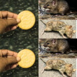 Réparation Express du Mastic de Salle de Bain Fissuré : Le Guide Ultime pour une Étanchéité Impeccable et Durable