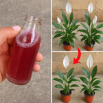 À quoi sert le petit panneau sur le pare-chocs avant de la voiture ? Une explication complète et détaillée