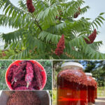 L’astuce infaillible de ma grand-mère pour faire briller un évier en inox comme neuf en 2 minutes