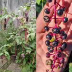 Zesty & Healing : Déverrouiller la magie du sumac dans votre cuisine et votre routine bien‑être