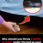 Un nombre caché que tout le monde ne voit pas : l’illusion optique qui rend fous les internautes