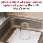 Ces 5 Plantes Sont le « Némésis » du Formaldéhyde : Elles Avalent la Poussière Fine et Purifient l’Air Exceptionnellement Bien