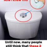 Poser Une Cuillère à Soupe sur N’importe Quelle Plante à la Maison : Ce Qui Se Passe Vraiment, Entre Croyances Populaires, Réactions Naturelles et Effets Insoupçonnés