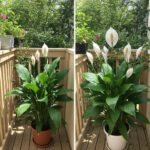 Ces Deux Boutons Ne Servent Pas Seulement à Tirer la Chasse : Ce Qu’ils Font Vraiment, Pourquoi Ils Existent et Comment Ils Changent Silencieusement Votre Quotidien