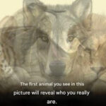 Si Vous Voyez une Clôture Peinte en Violet, Voici Ce Que Cela Signifie Vraiment — Un Code Discret Que Peu de Gens Connaissent