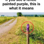 Lait concentré maison à seulement deux ingrédients : une préparation simple, économique et étonnamment riche de sens culinaire