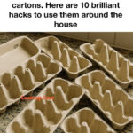 Pourquoi certaines personnes gardent-elles un rouleau de papier toilette dans le réfrigérateur ? Une astuce étrange… mais étonnamment logique