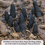 🔵 Le Nombre de Cercles Que Vous Voyez Détermine-t-il Si Vous Êtes Narcissique ?