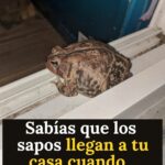 Le gingembre : allié naturel… mais pas pour tout le monde ? Comprendre ses bienfaits, ses limites et les situations où la prudence s’impose 🌿