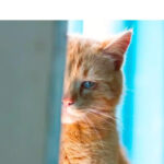 🧊 Presser un glaçon sur votre visage avant le maquillage : simple astuce ou vrai bénéfice ?