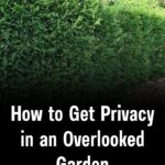 Choisis une rose et révèle la femme que tu es vraiment : psychologie des couleurs, identité profonde et secrets de personnalité