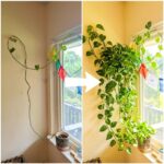 Faire pousser une plante serpent en spirale : 5 techniques puissantes pour transformer une simple plante en œuvre vivante et structurée