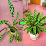 Feuilles de corossol : un trésor naturel aux bienfaits puissants pour la santé, le bien-être et l’équilibre du corps