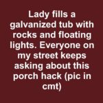 Calathea lancifolia : maîtriser l’art de faire prospérer la plante « Rattlesnake » et révéler toute sa beauté tropicale chez soi