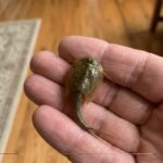 Transformer des façades de tiroirs en œuvres murales fonctionnelles : l’art du recyclage créatif qui révolutionne votre intérieur